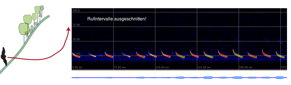 Rufsequenz (Intervalle geschnitten) von E. serotinus im Offenen