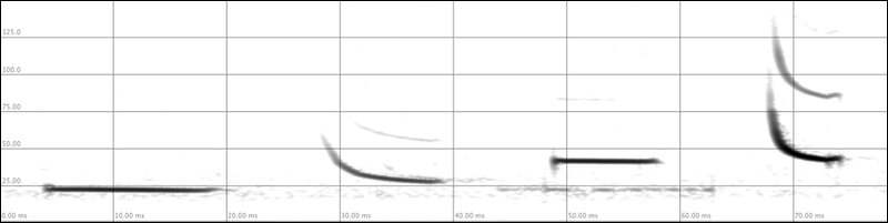 Sonagramm von FM-QCF Rufen