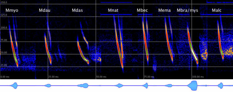 Ortungsrufe der Gattung Myotis