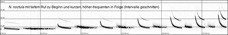 Folge von kürzer werdenden Nnoc Rufen