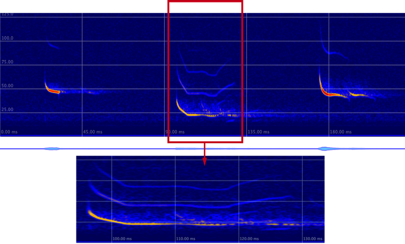 Sozialrufe bei ca. 20 kHz