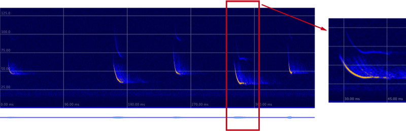 Sozialrufe bei ca. 34 kHz